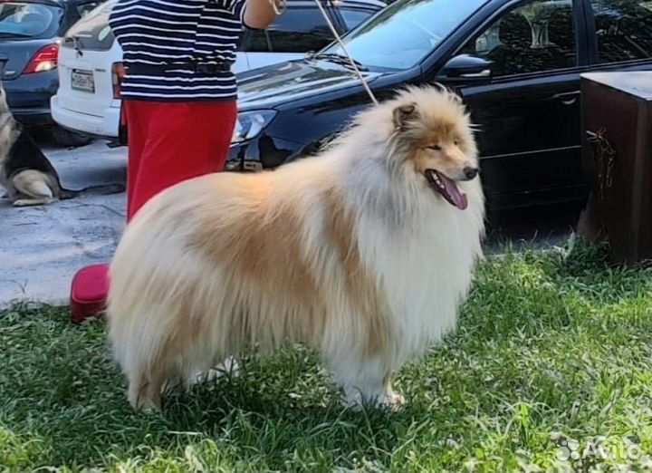 Щенки колли