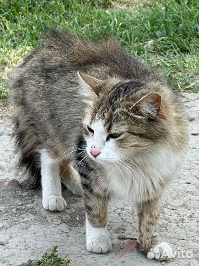 Кошечка Соня