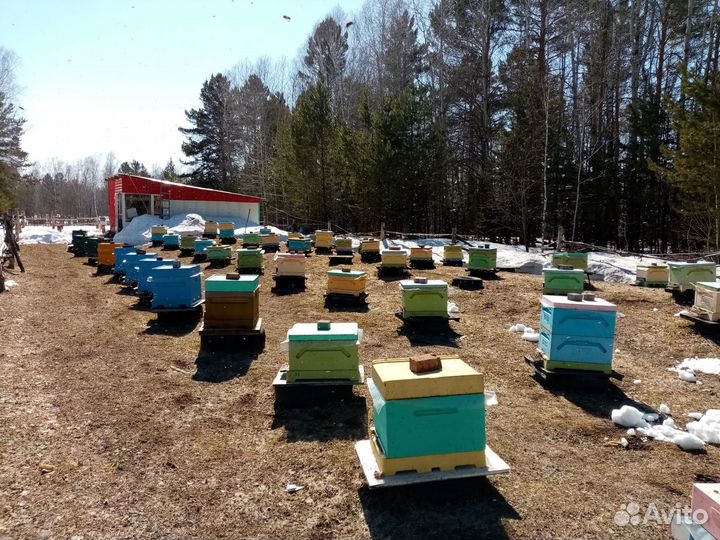 Пчелопакеты бакфаст, каника(3+1), пчеломатки F1, м