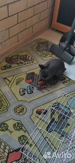 Отдам кролика