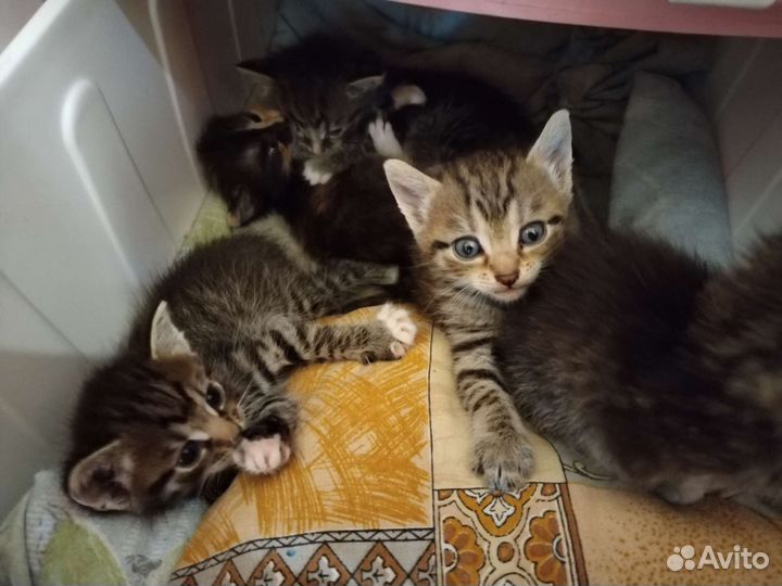 Котята