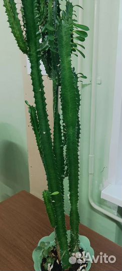 Молочай трехгранный