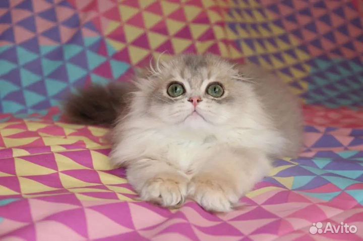 Шотландские котята