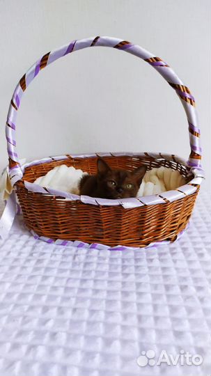Бурманские девочки