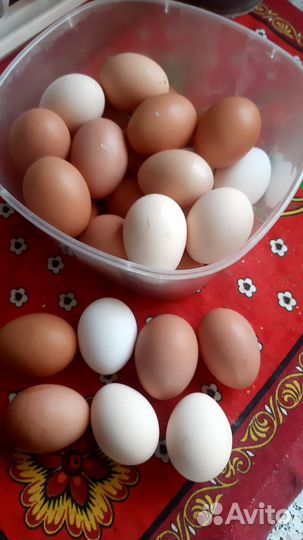 Яйцо домашнее