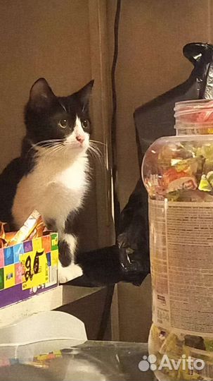 Кошки в добрые руки стерилиз