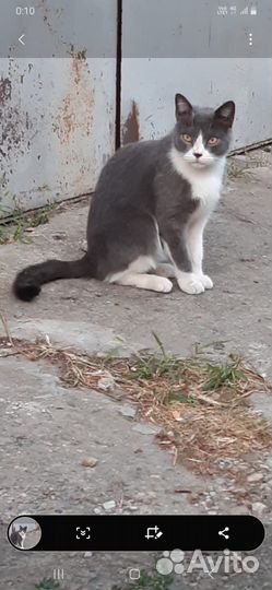 Кот в добрые руки