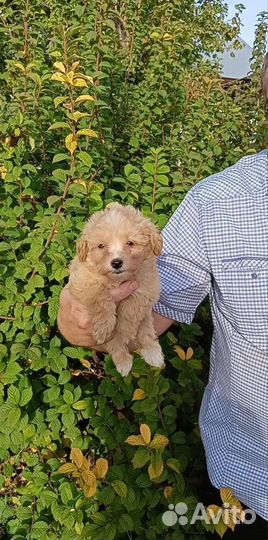 Мальтипу щенок девочка