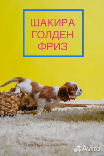 Кавалер кинг чарльз