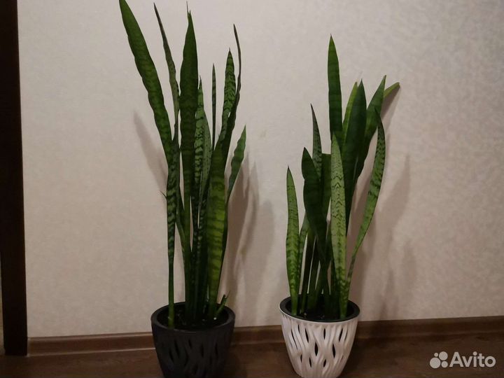 Комнатные цветы, спатифилум и другие