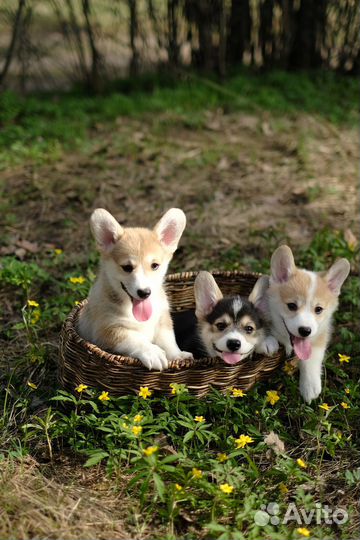 Щенки корги пемброк
