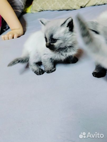 Котята мейн-кун