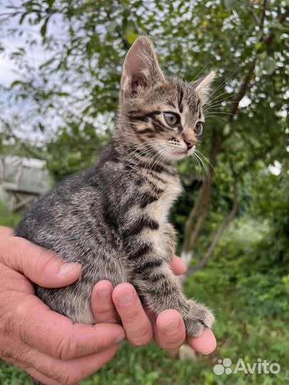 Котенок в добрые руки