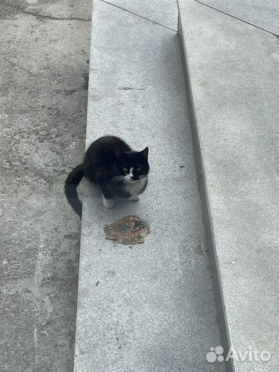 Кошка в добрые руки