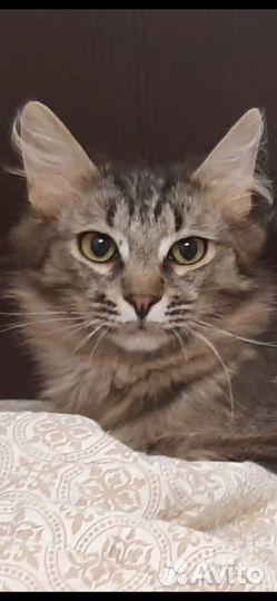 Котик в добрые руки