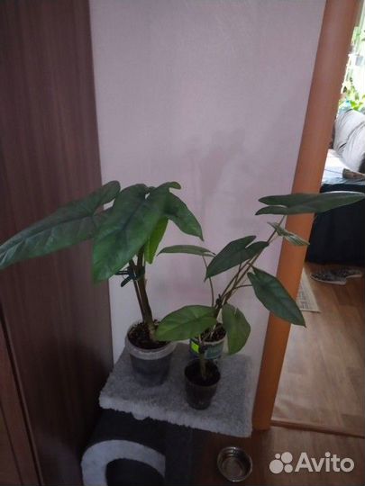 Алоказия Коразон
