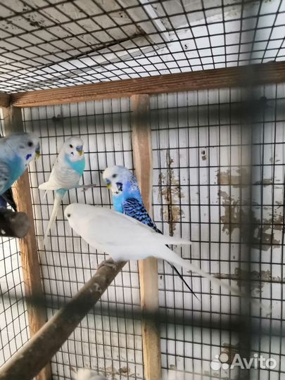 Волнистые и кореллы