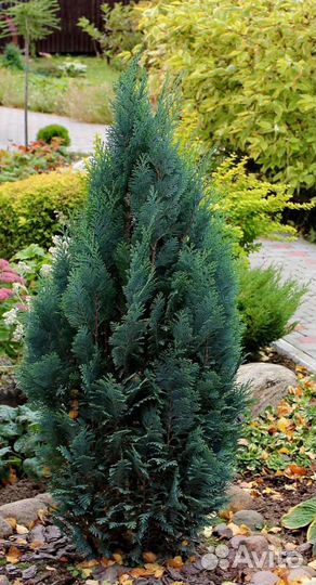 Кипарисовик лавсона Pelts Blue