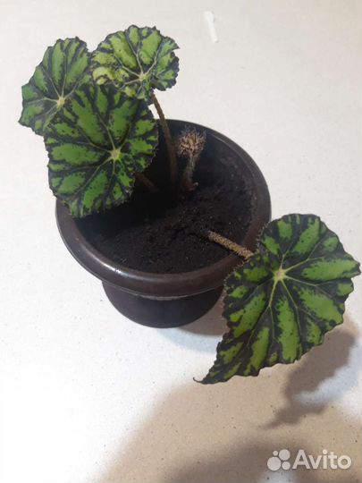 Бегония Королевская