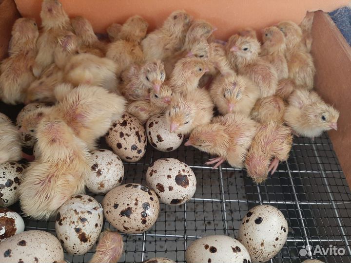 Перепела суточные