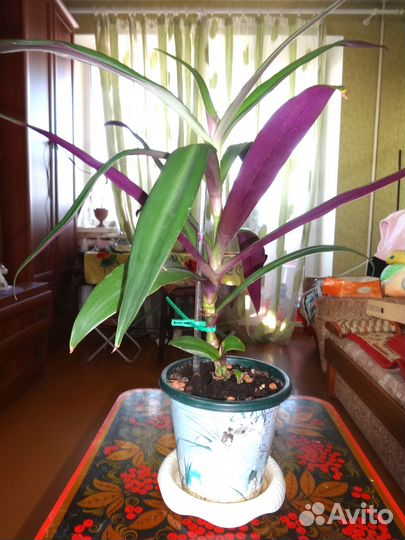 Традесканция Рео