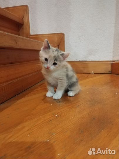 Подарим котенка. Родились 28 февраля 2023года