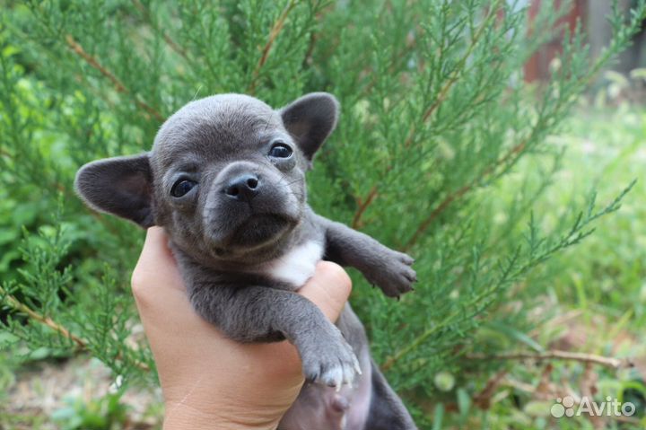 Детки Чихуахуа