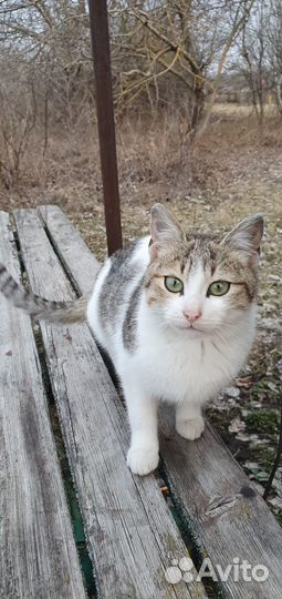 Котята бесплатно