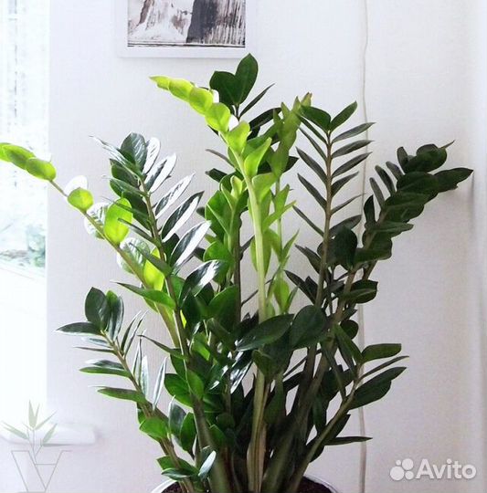 Замиокулькас Замиелистный в сером кашпо