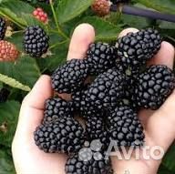 Ежевика Вождь Джозеф