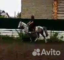 Мерин, кобыла, жеребец, продажа или обмен
