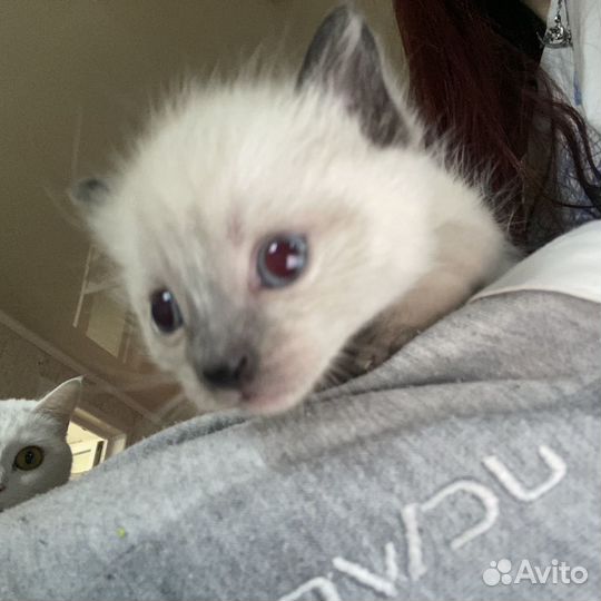 Кошка британка