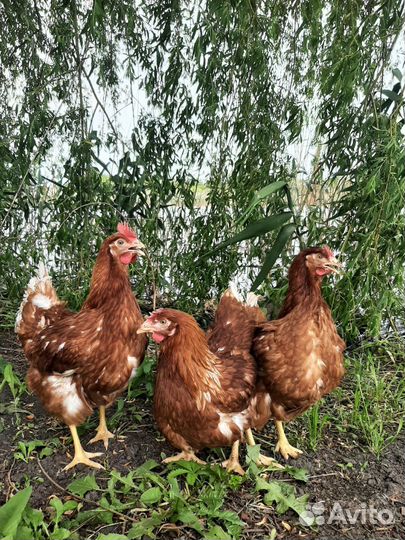 Куры молодки Легорн