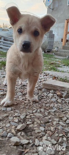 Щенок в добрые руки