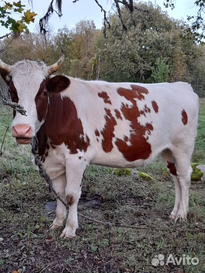 Корова (нетель)