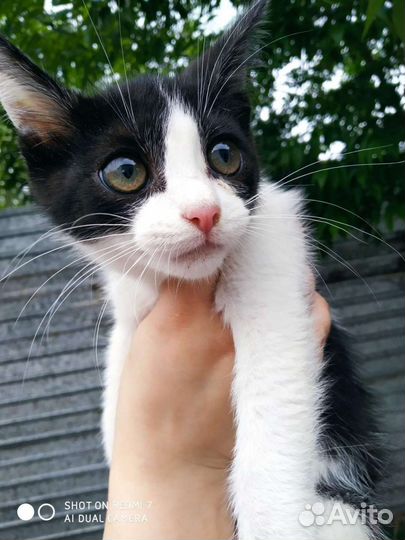 Кот котенок Маркиз