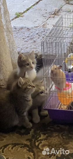 Котята в добрые руки