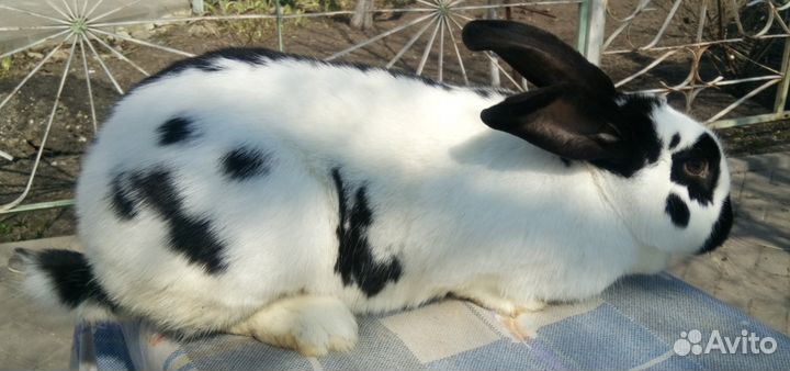 Продам кроликов