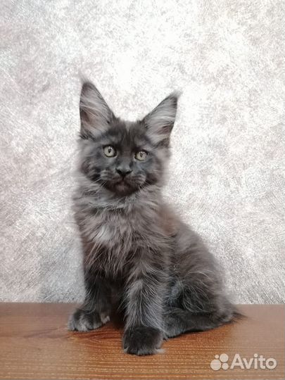 Котята мейн-кун