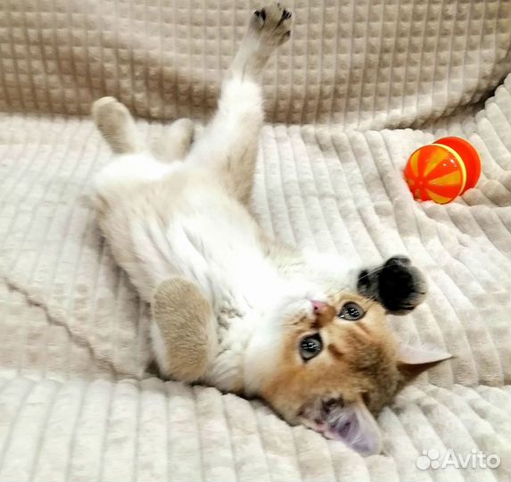 Шотландский мальчик