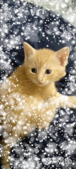 Умничка котик в семью