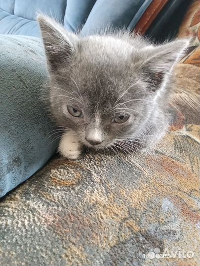 Кошка