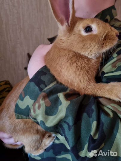 Кролики бургундской породы