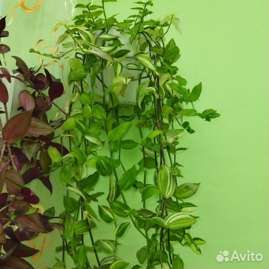 Традесканции