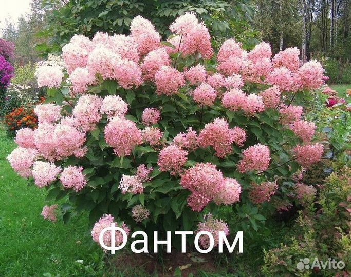 Гортензия метельчатая Лаймлайт Фантом 2-хлетка