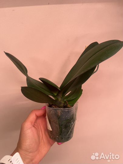 Орхидея FM 339