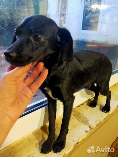 В хорошие руки