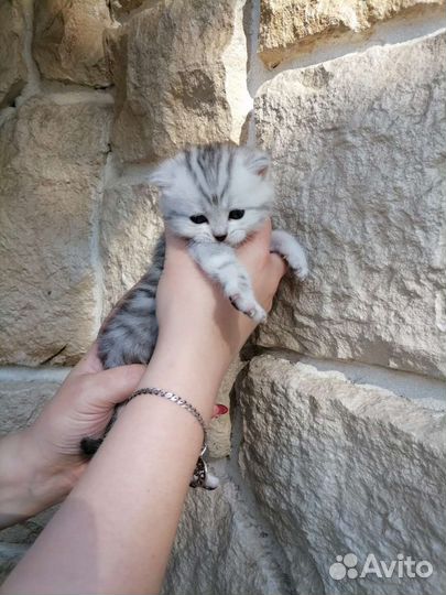 Котята британской шиншиллы
