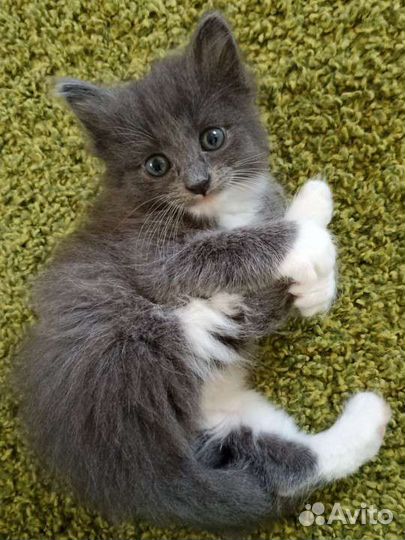 Котята в добрые руки, лоток в подарок