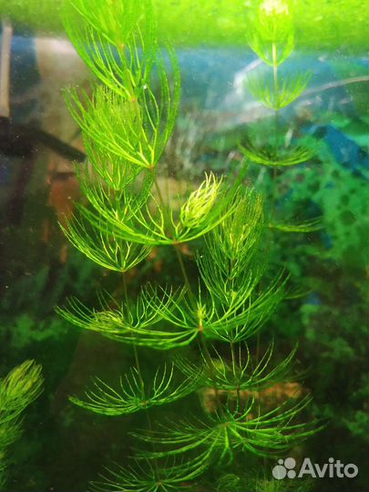 Аквариумные растения прополка